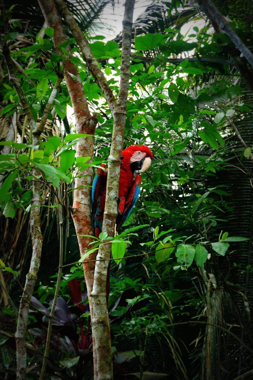 Villa Hermosa De Tambopata Casa Hospedaje & Hostel Puerto Maldonado Eksteriør bilde