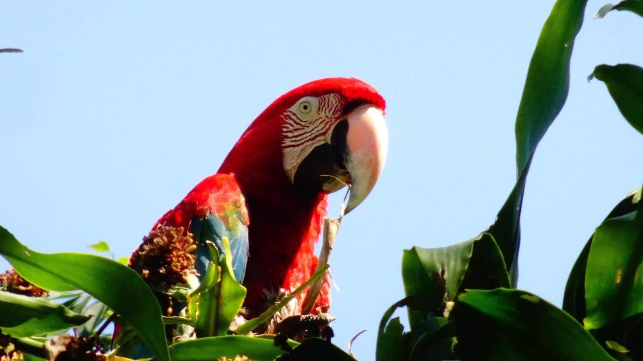 Villa Hermosa De Tambopata Casa Hospedaje & Hostel Puerto Maldonado Eksteriør bilde
